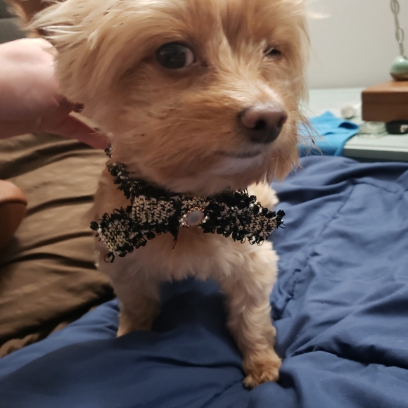 Tweed Designer Dog Collar - Picture 7 of 8